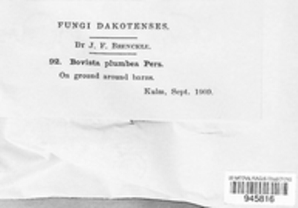 Bovista plumbea image